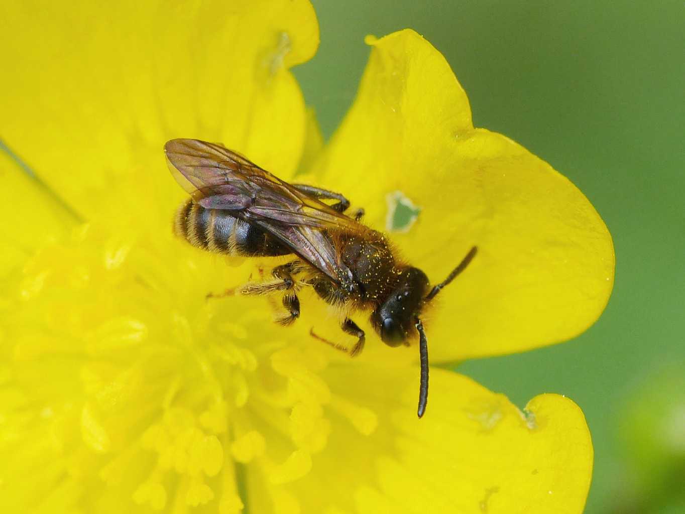 Andrena sp., maschi  e  Apidae Halictinae